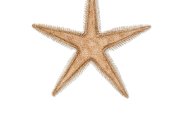 cropped-Cocobay-Resort-Logo-2021-REVISED-ANTIGUA-white